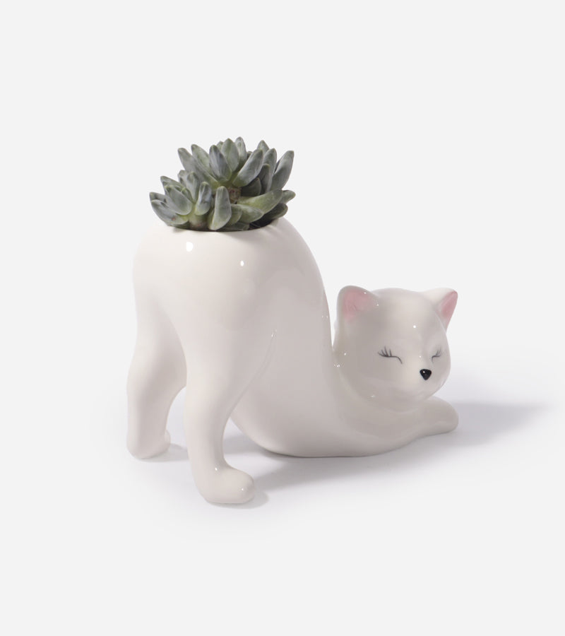 L'avant gardiste Chat Yoga cache-pot Claudette succulentes