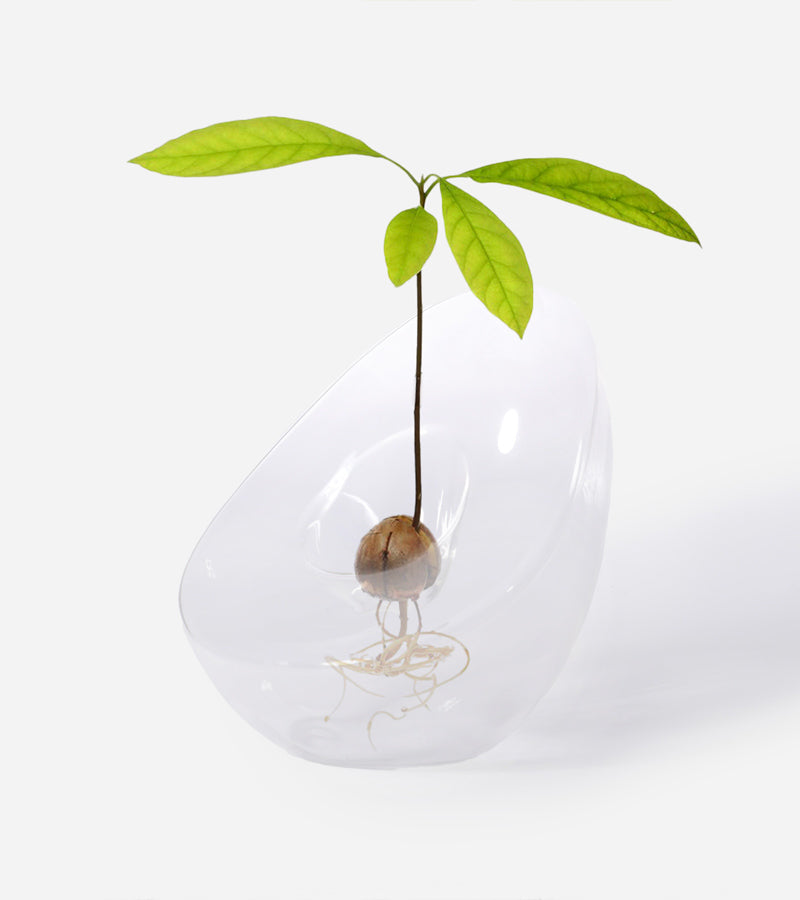L'avant gardiste Vase pour noyau d'avocat vase germination