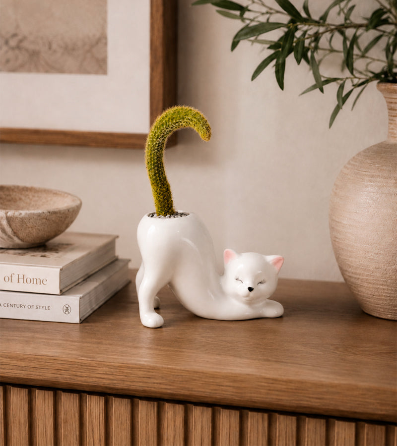 L'avant gardiste Chat Yoga cache-pot Claudette succulentes