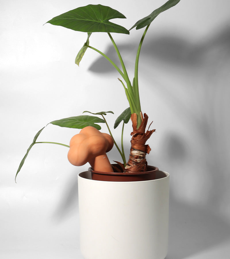L'avant gardiste Outdoor Nuage Irrigateur terre cuite