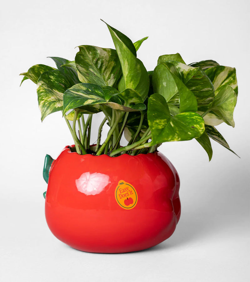 L'avant gardiste Cache-Pot Pomme Croquée plante intérieur