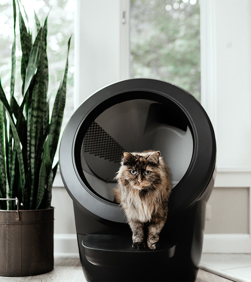 L'avant gardiste Lifestyle litière autonettoyante Litter-Robot 4 connectée