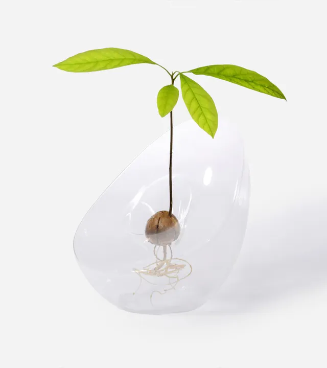 L'avant gardiste Vase pour noyau d'avocat vase germination