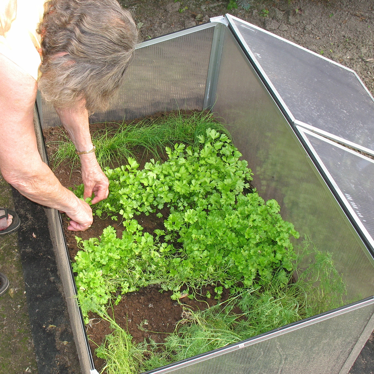 ECD Germany Garten Mini serre châssis 100x60x40 cm alu polycarbonate