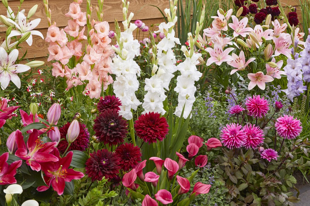 Dahlias Cactus en Mélange Lot 5 Bulbes Fleurs Massif