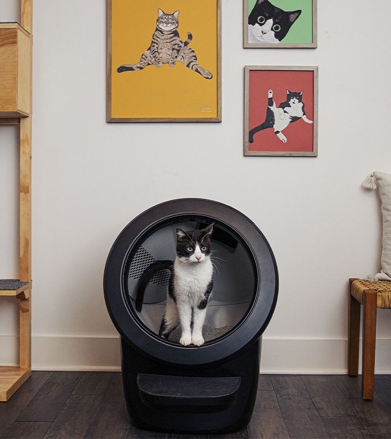 L'avant gardiste Lifestyle litière autonettoyante Litter-Robot 4 connectée