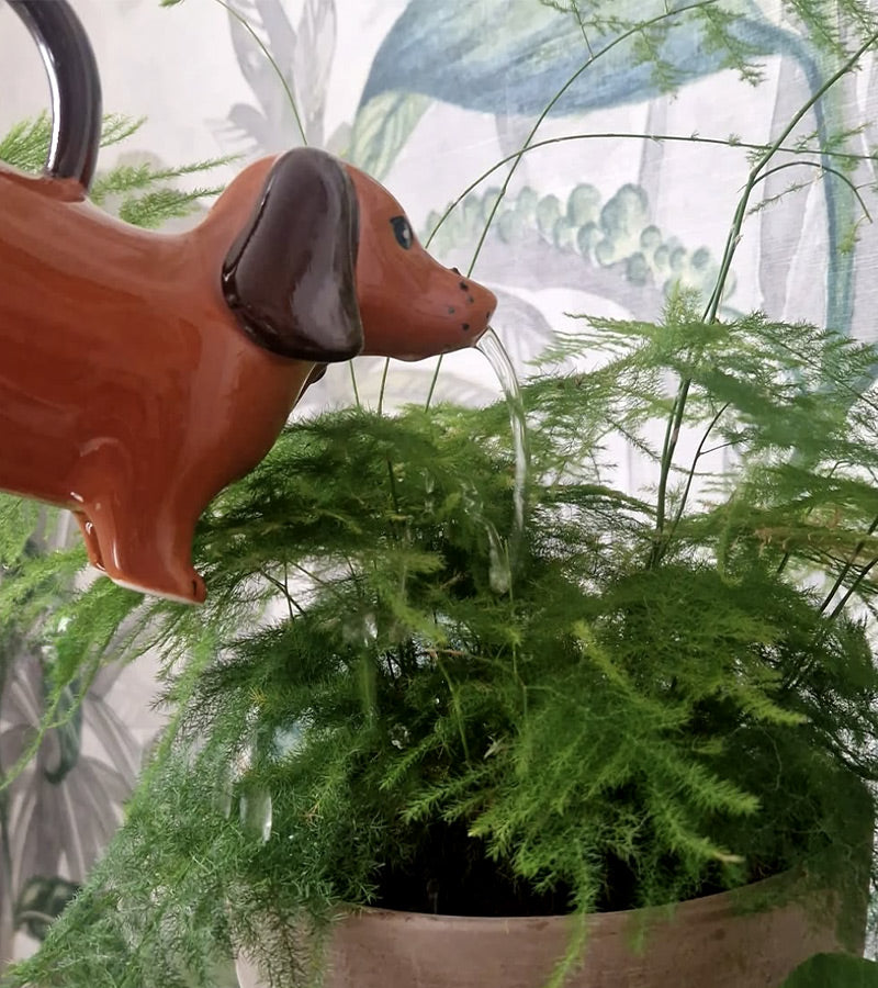 L'avant gardiste arrosoir teckel jardin plantes