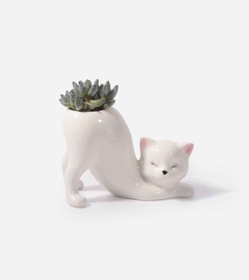 L'avant gardiste Chat Yoga cache-pot Claudette succulentes