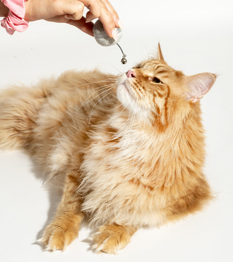 L'avant gardiste balle interactive pour chats LED USB