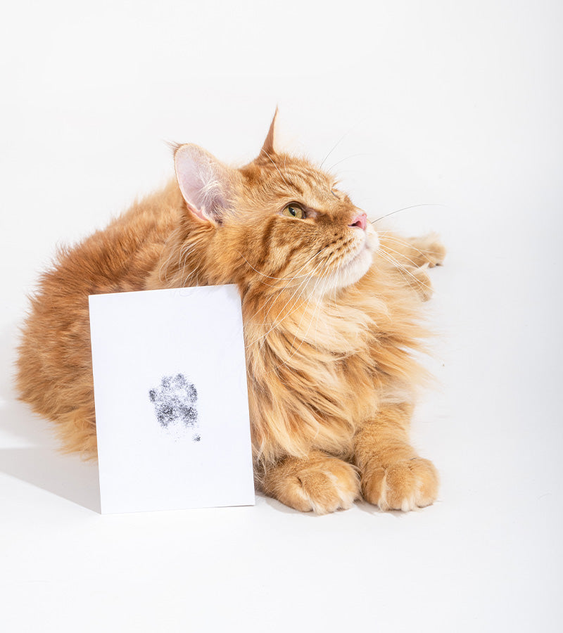 L'avant gardiste Lifestyle Kit Empreintes Chiens et Chats