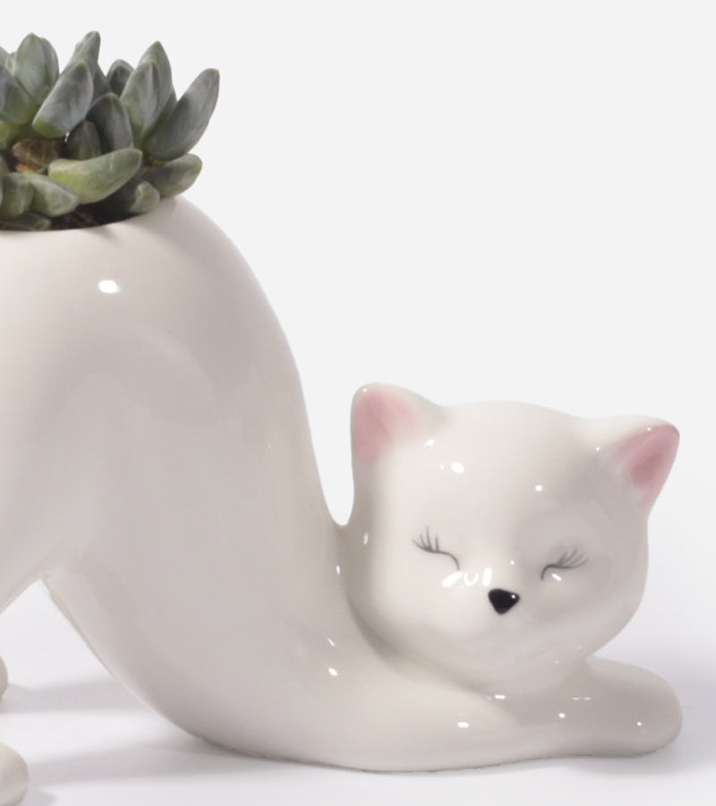 L'avant gardiste Chat Yoga cache-pot Claudette succulentes
