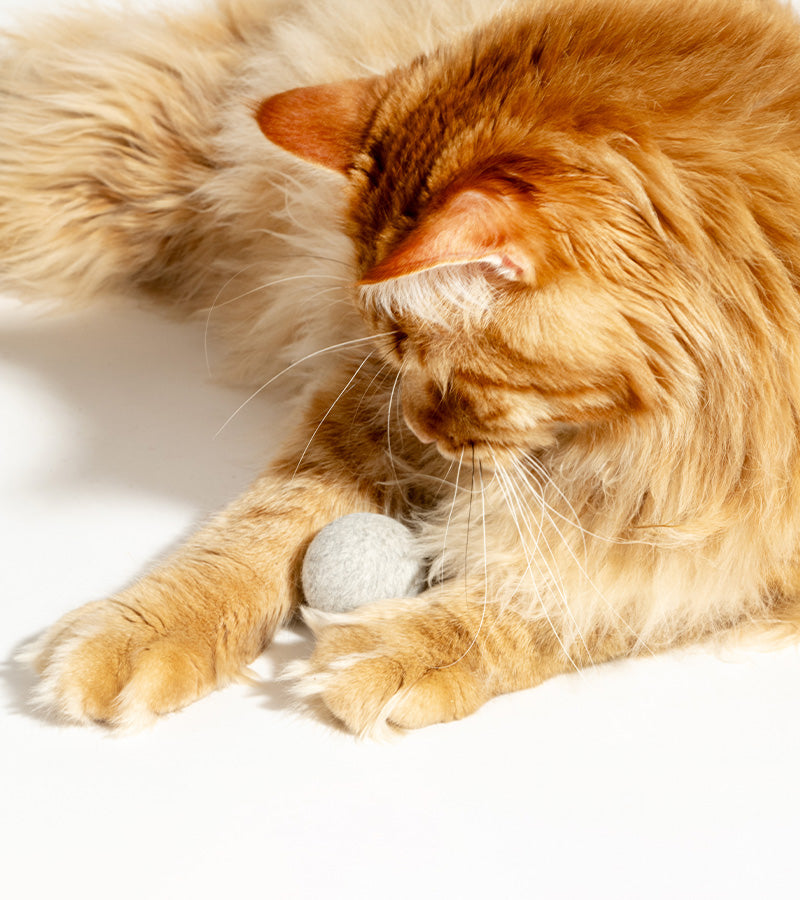 L'avant gardiste balle interactive pour chats LED USB