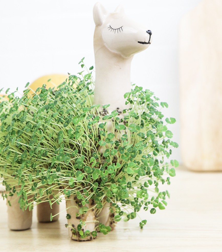 L'avant gardiste DIY Lama à faire pousser graines de chia