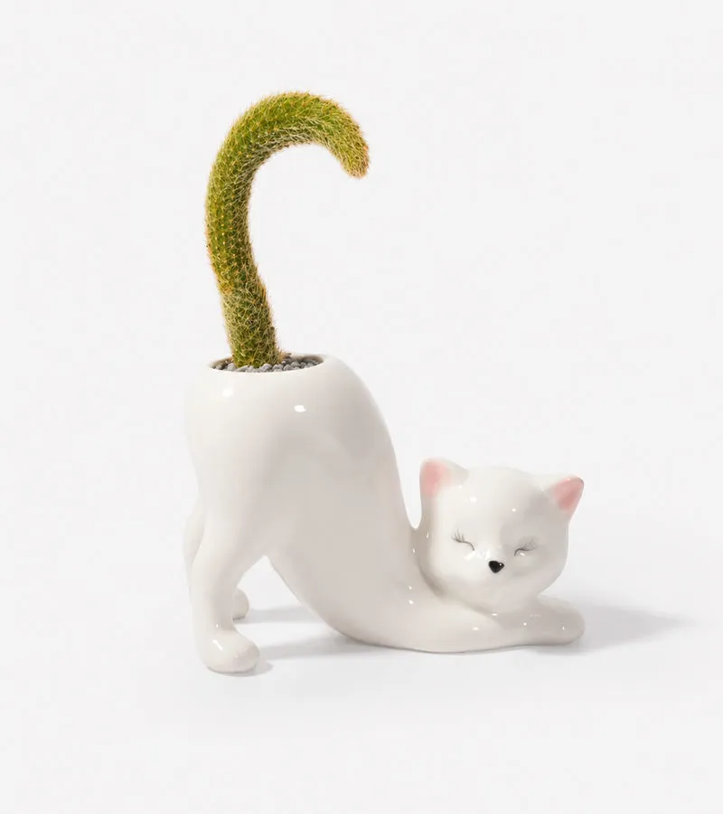 L'avant gardiste Chat Yoga cache-pot Claudette succulentes
