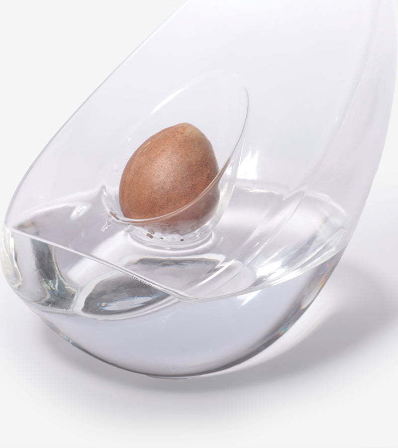 L'avant gardiste Vase pour noyau d'avocat vase germination